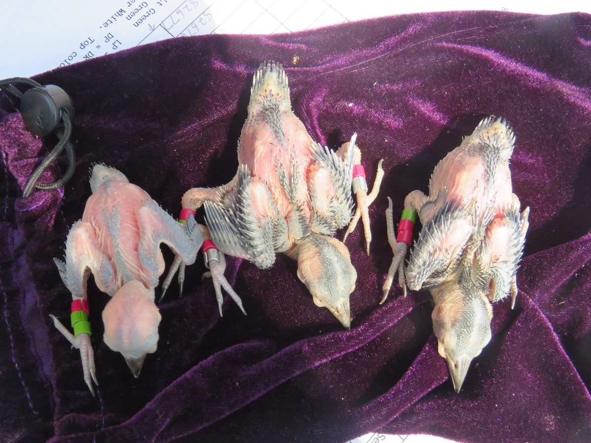 Red-cockaded Woodpecker - ML647887707