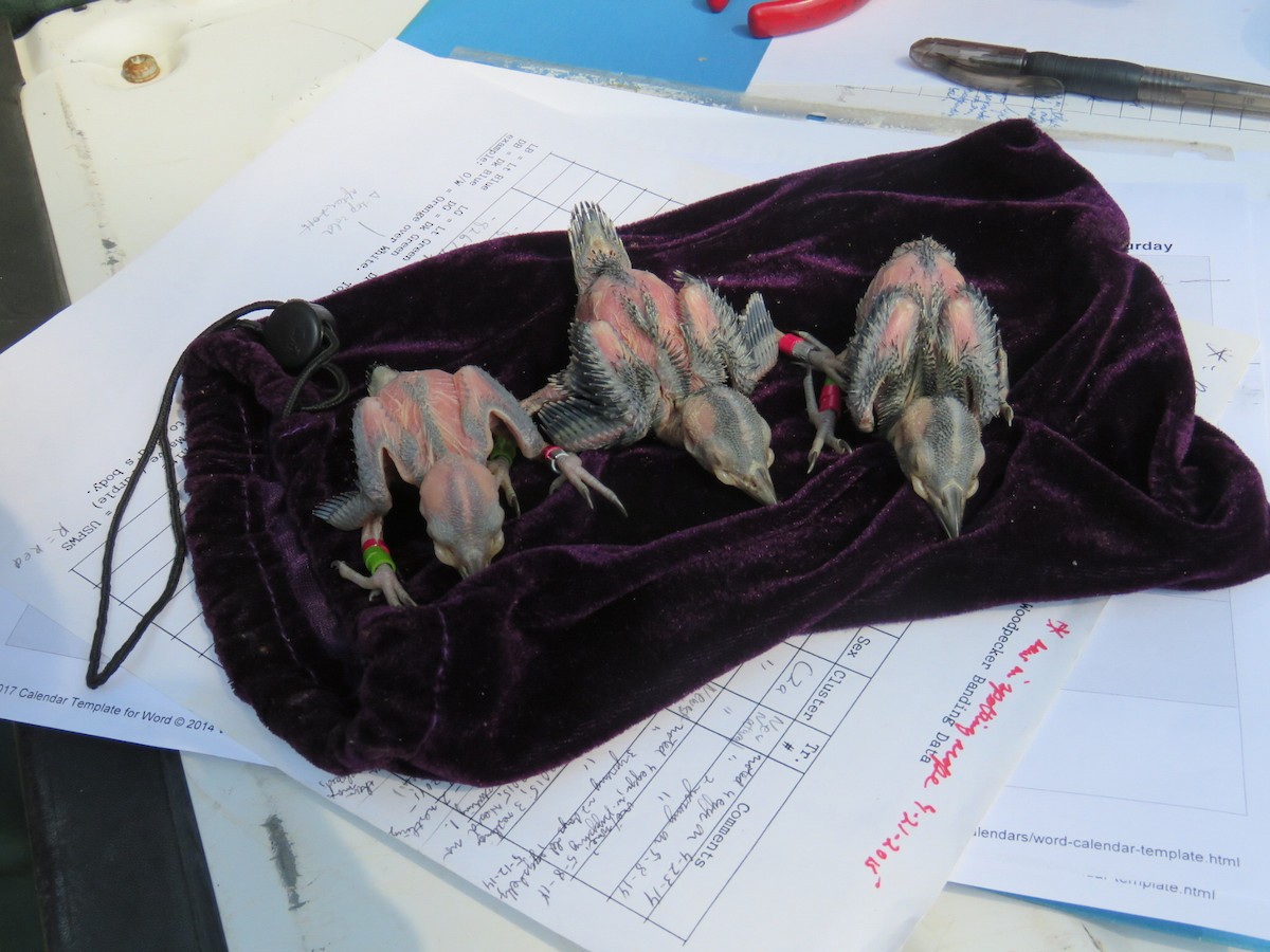 Red-cockaded Woodpecker - ML647887708