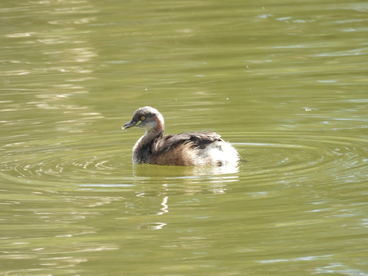 Australasian Grebe - ML647887730