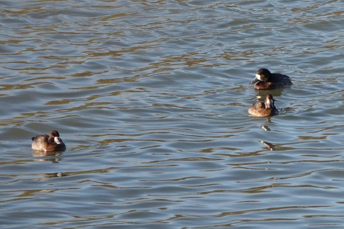 Морская чернеть - ML647887731