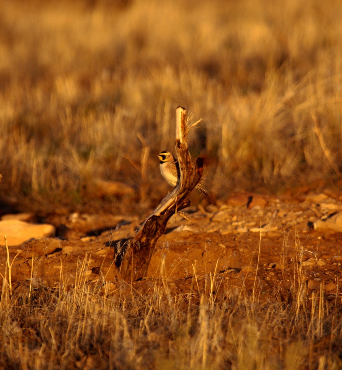 Horned Lark - ML647887732