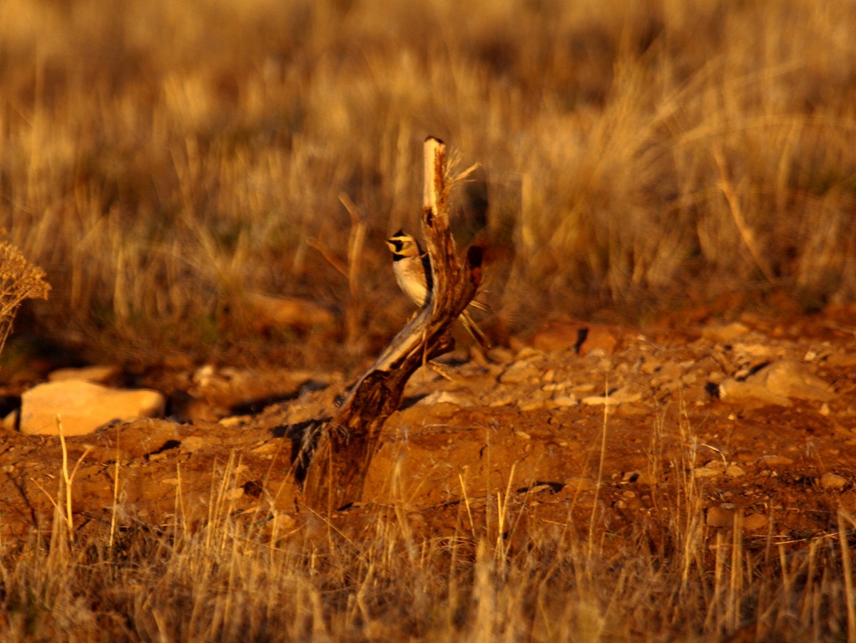 Horned Lark - ML647887736