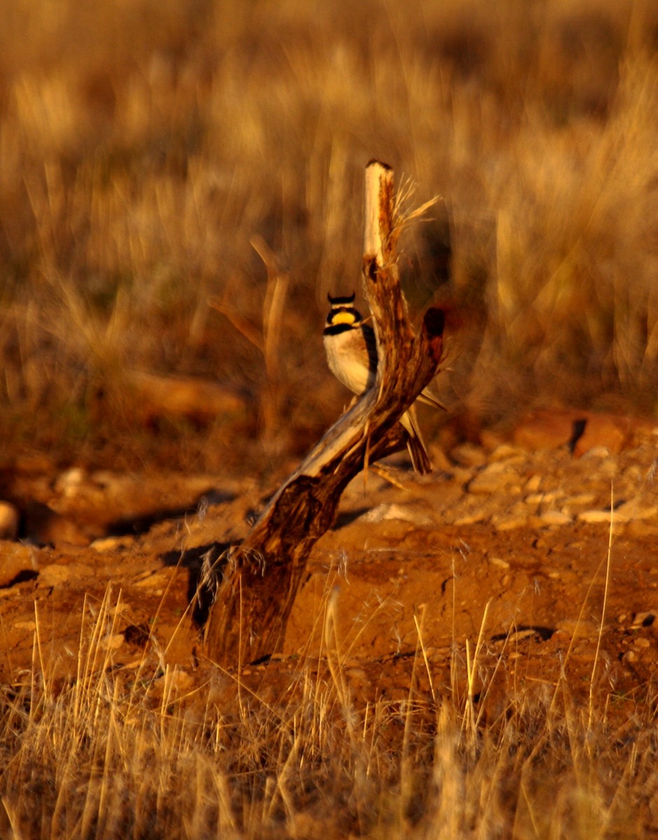Horned Lark - ML647887737