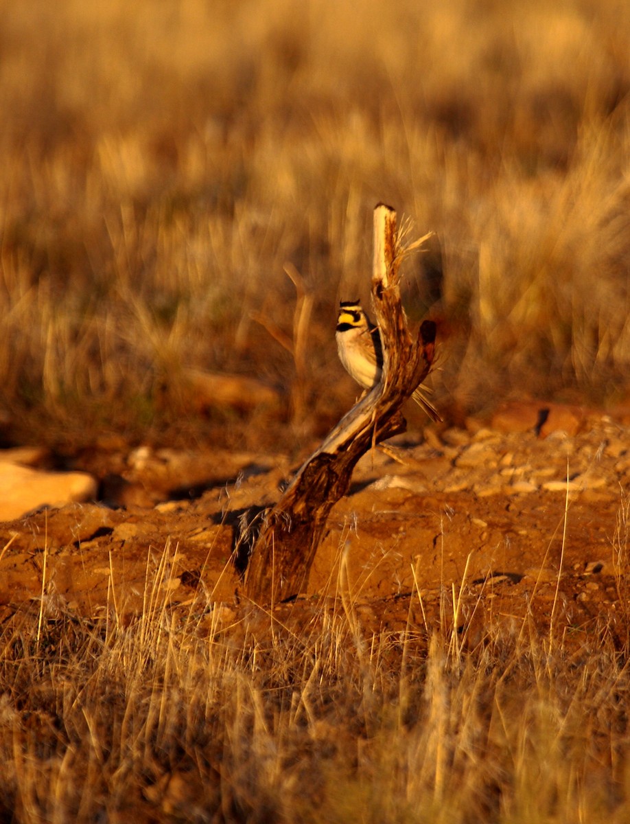 Horned Lark - ML647887738