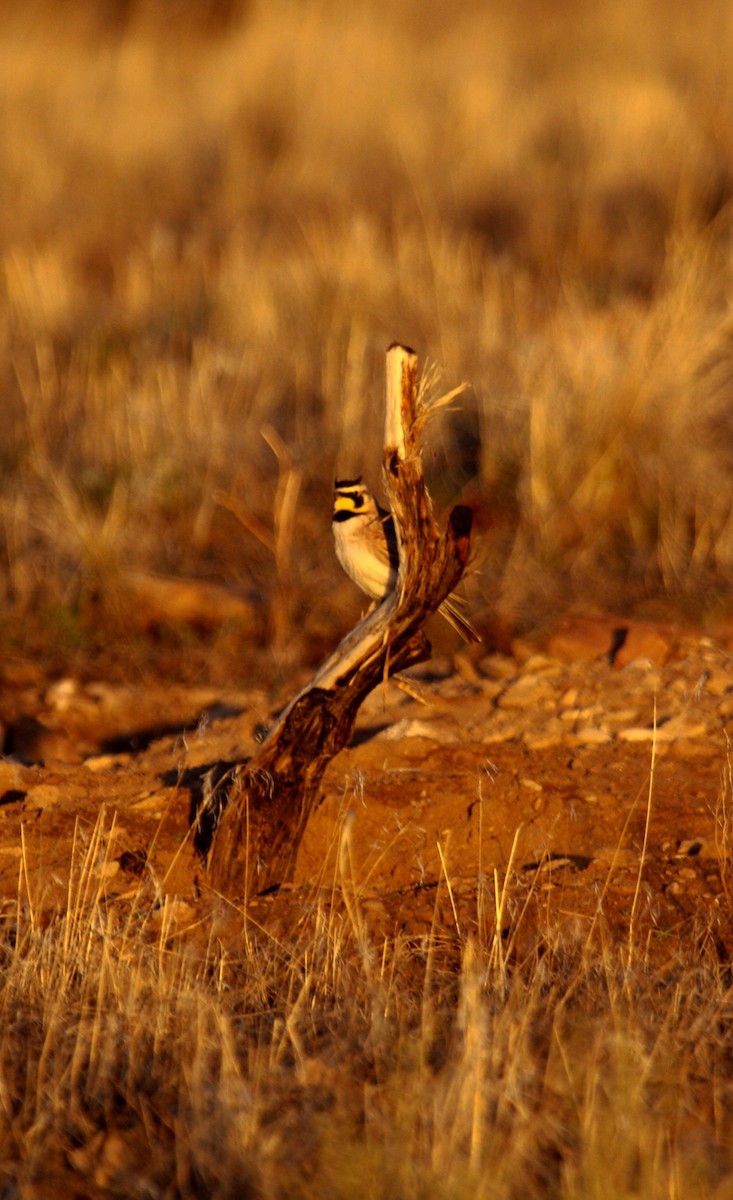 Horned Lark - ML647887739