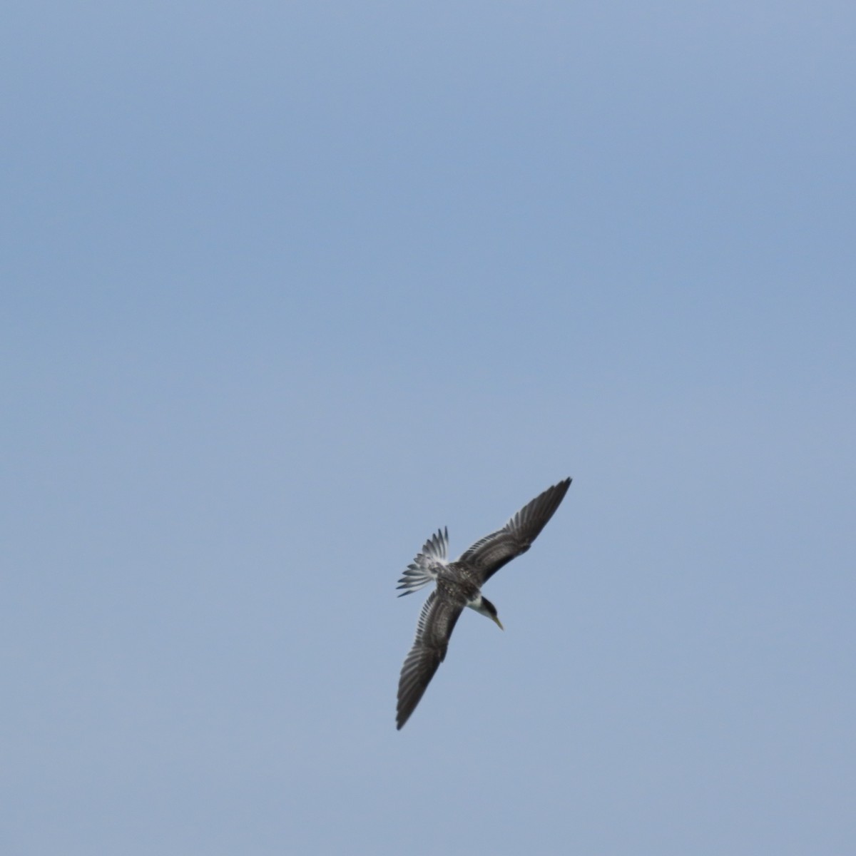 Great Crested Tern - ML647887742