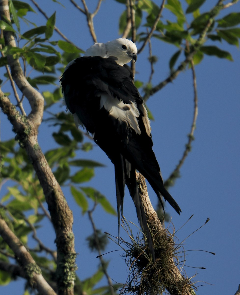 Swallow-tailed Kite - ML647887743