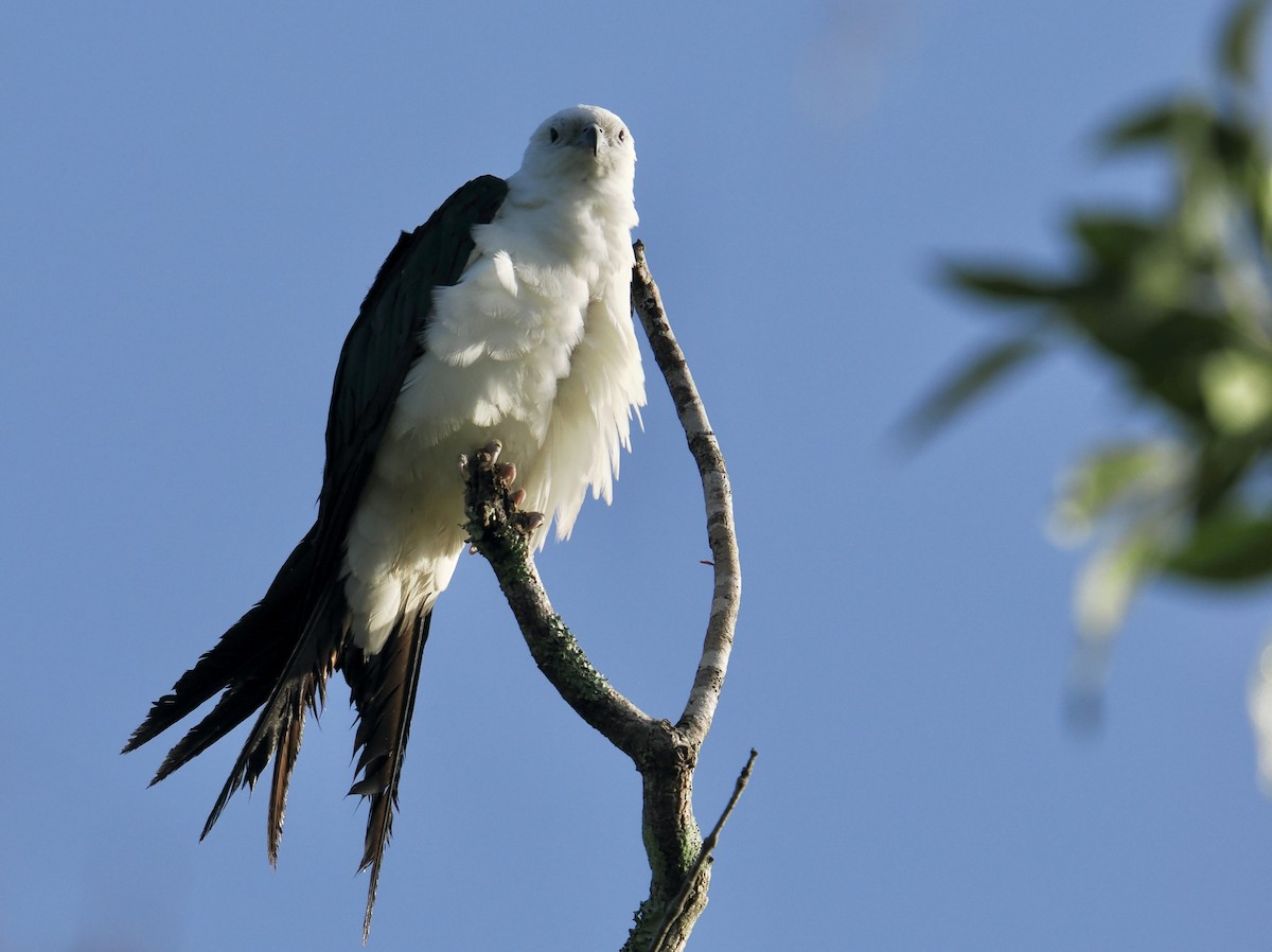 Swallow-tailed Kite - ML647887744