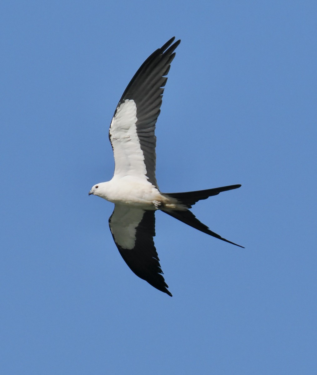 Swallow-tailed Kite - ML647887745