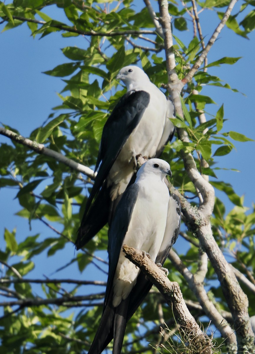 Swallow-tailed Kite - ML647887746
