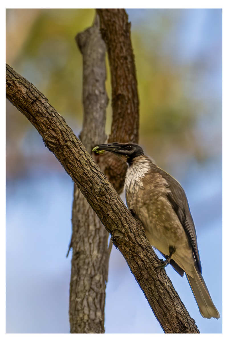 Noisy Friarbird - ML647887747