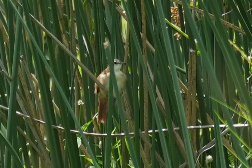 Yellow-chinned Spinetail - ML647887748