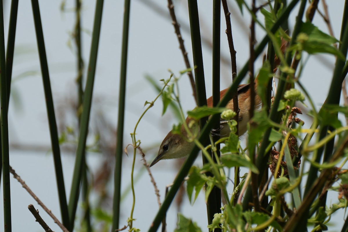 Yellow-chinned Spinetail - ML647887749