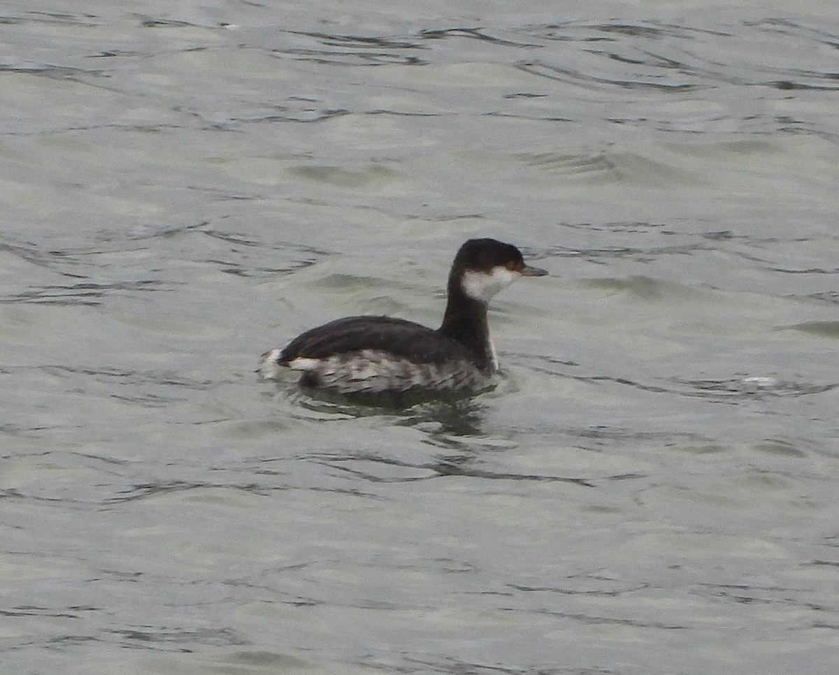 Horned Grebe - ML647887751