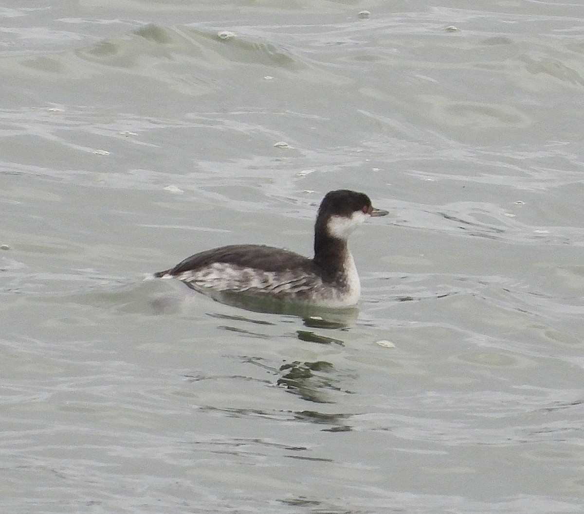 Horned Grebe - ML647887752