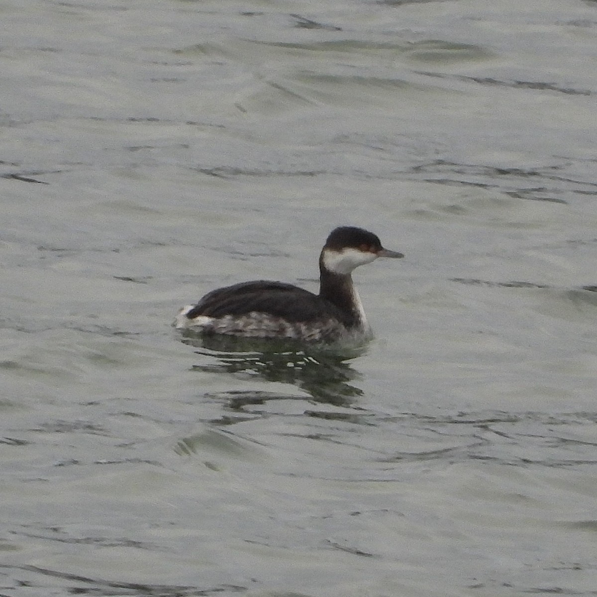 Horned Grebe - ML647887753