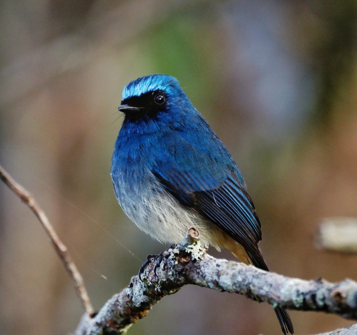 Indigo Flycatcher - ML647887754
