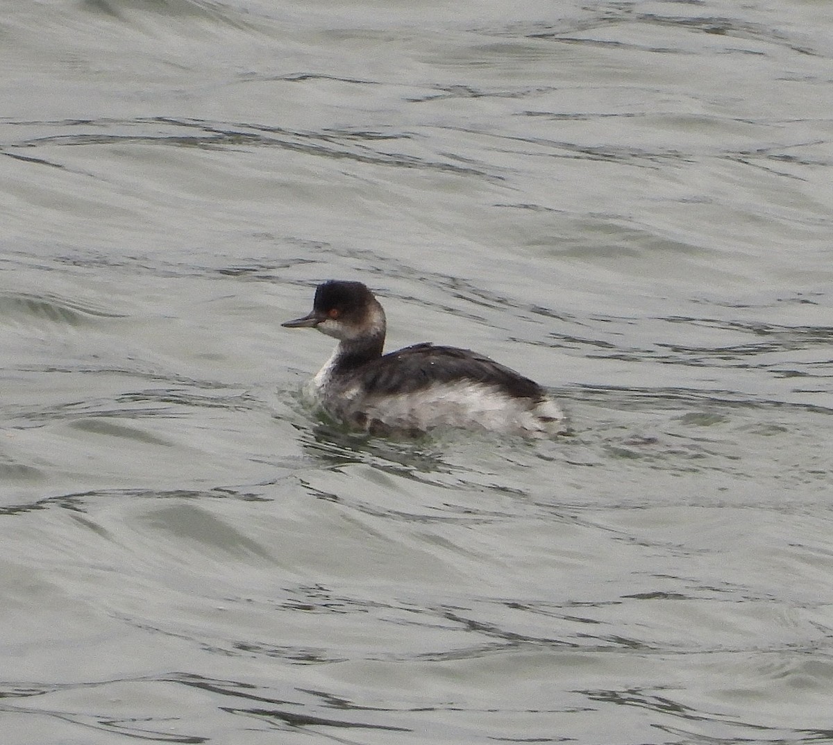 Eared Grebe - ML647887755