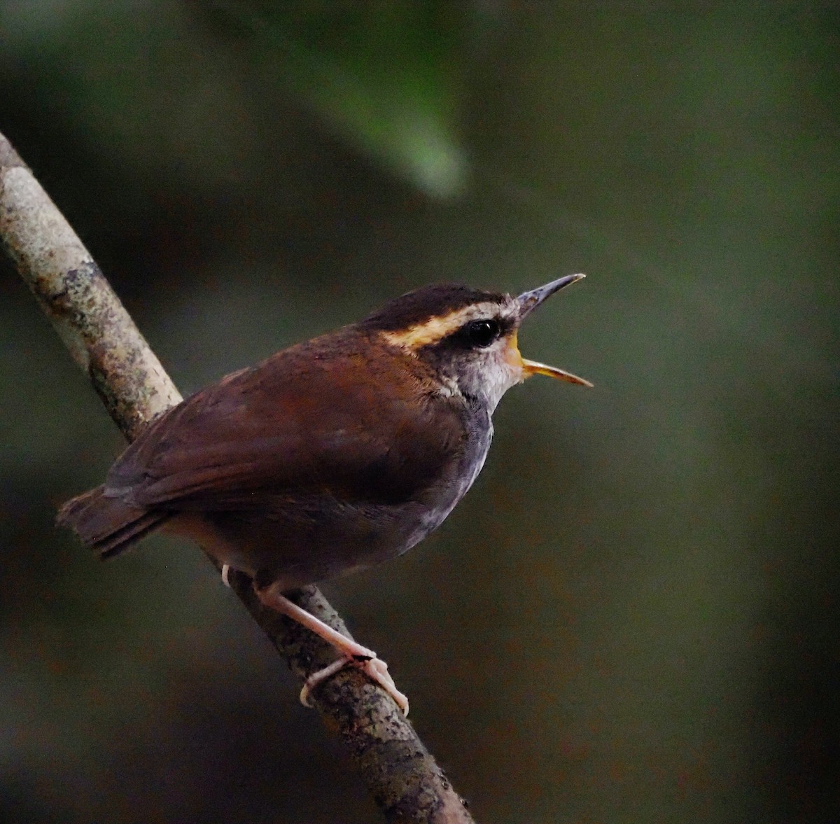 Bornean Stubtail - ML647887756