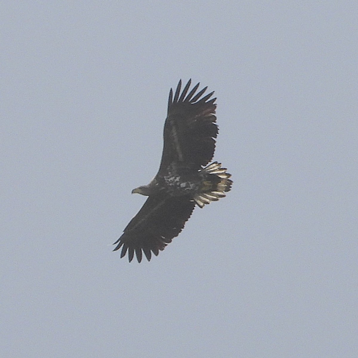 White-tailed Eagle - ML647887757