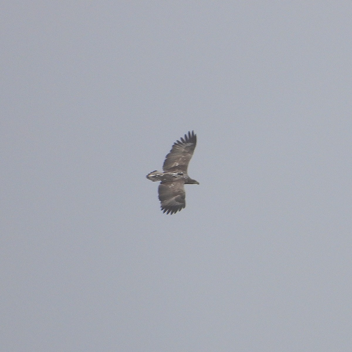 White-tailed Eagle - ML647887758