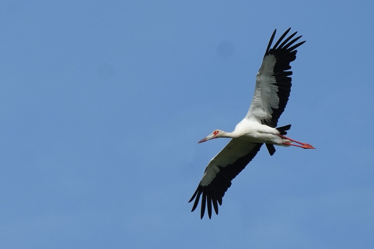 Maguari Stork - ML647887759