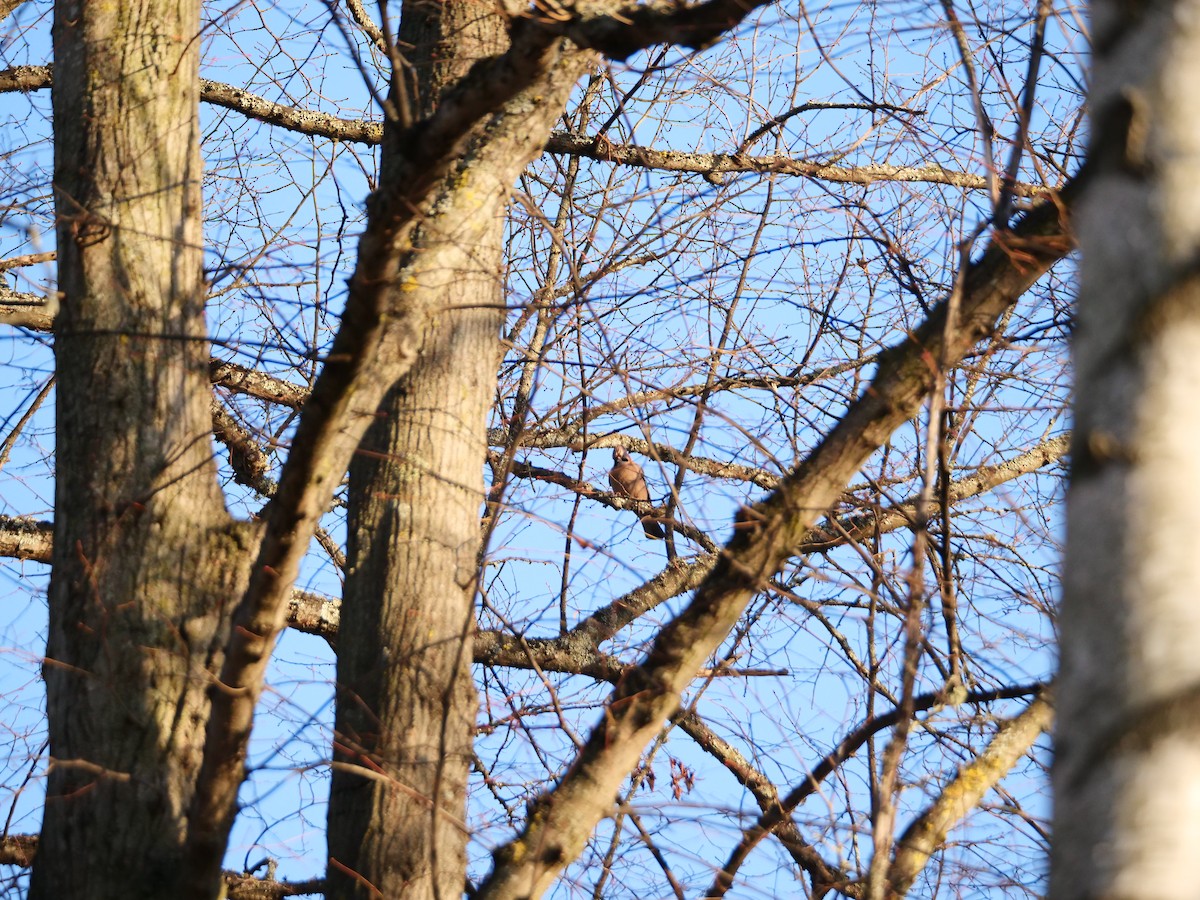 Eurasian Jay - ML647887761