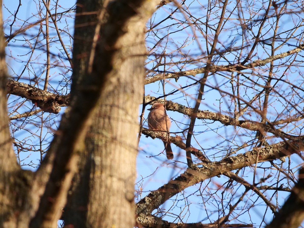 Eurasian Jay - ML647887762