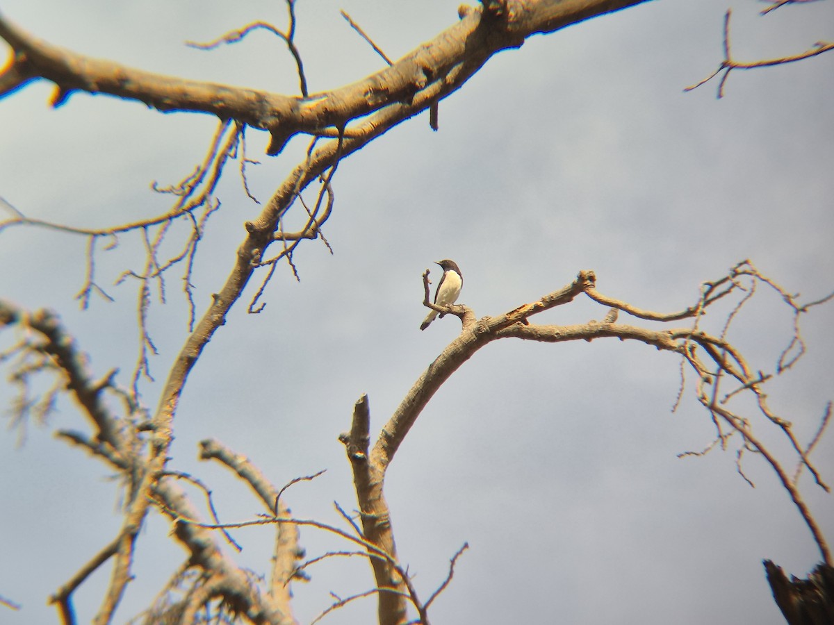 Variable Wheatear - ML647887763