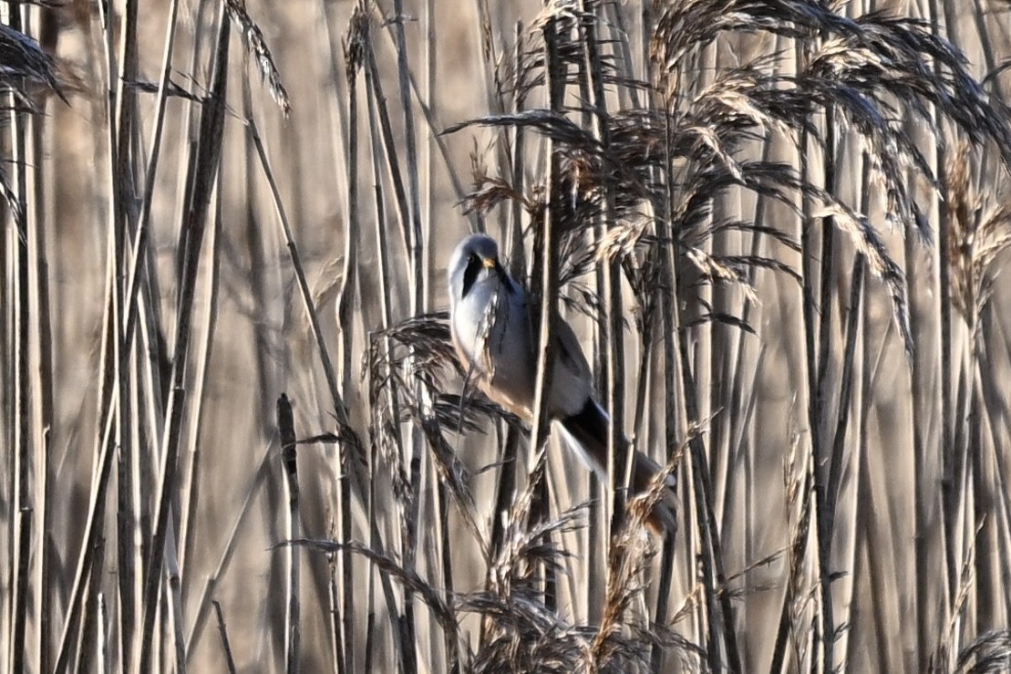 Bearded Reedling - ML647887774
