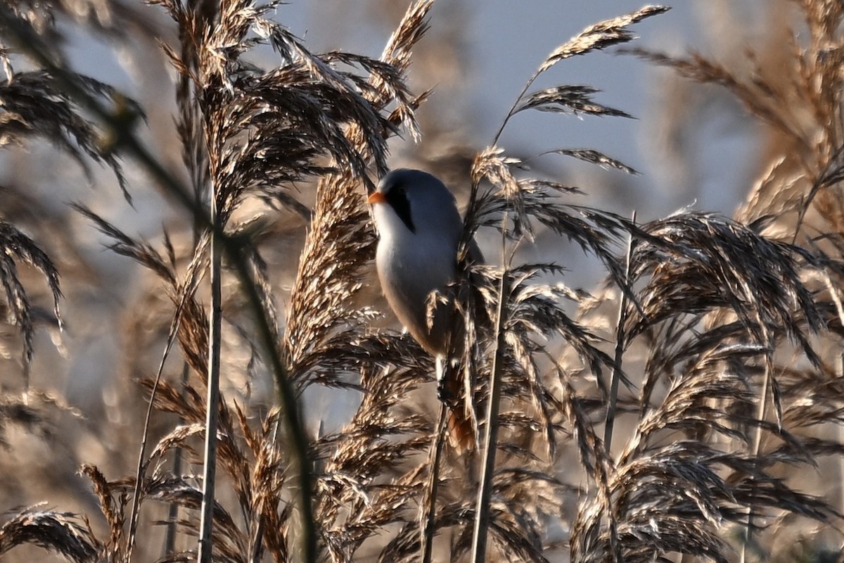Bearded Reedling - ML647887775