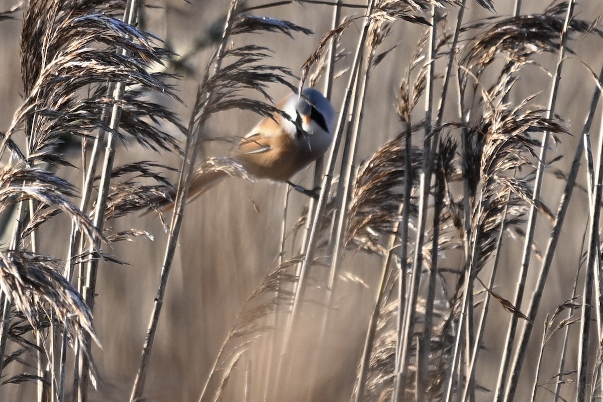 Bearded Reedling - ML647887776