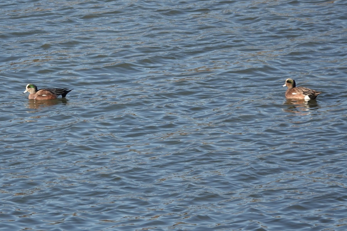 American Wigeon - ML647887778