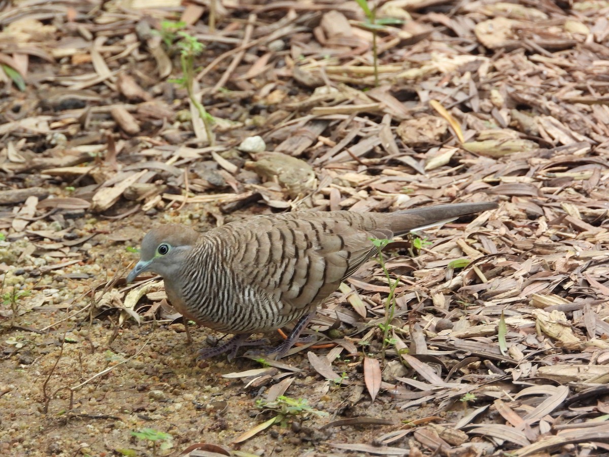 Zebra Dove - ML647887779