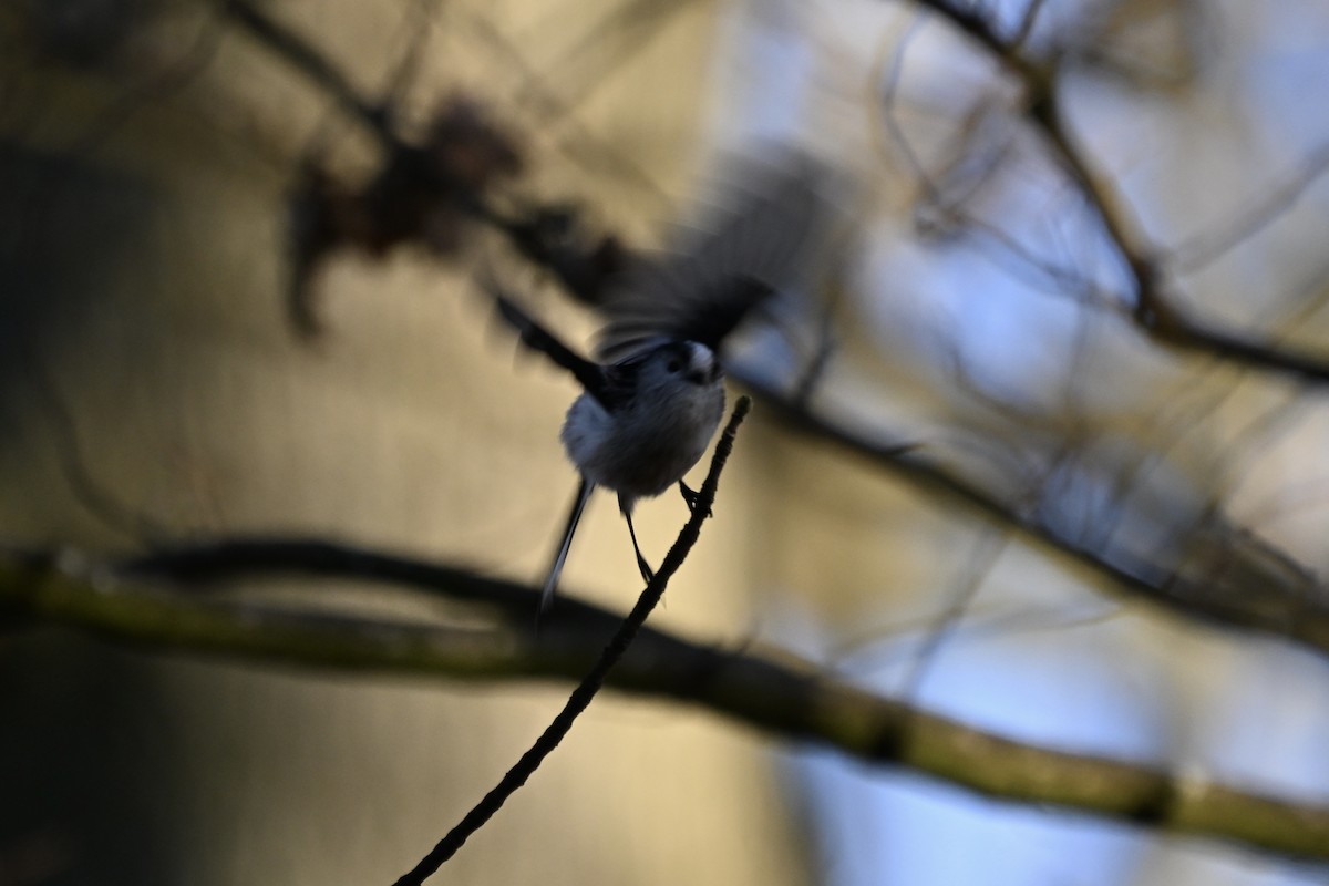Long-tailed Tit - ML647887780