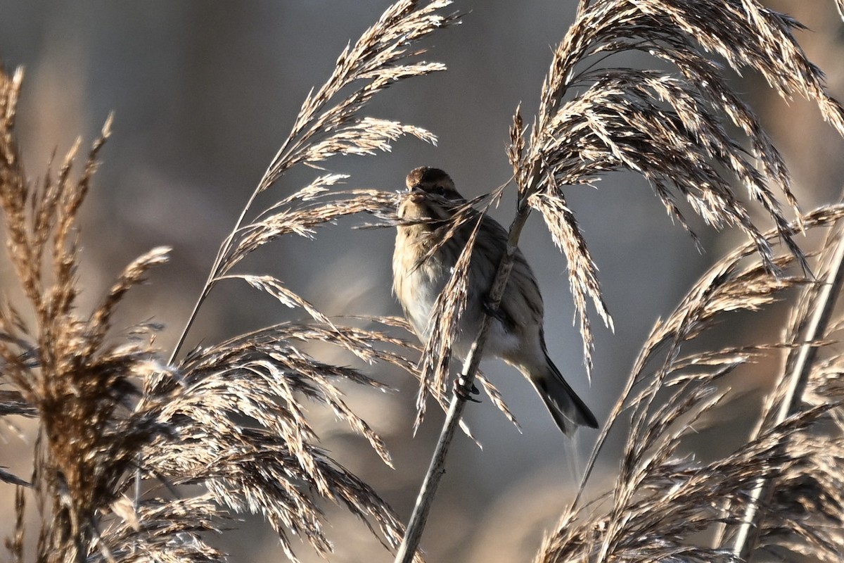 Reed Bunting - ML647887782