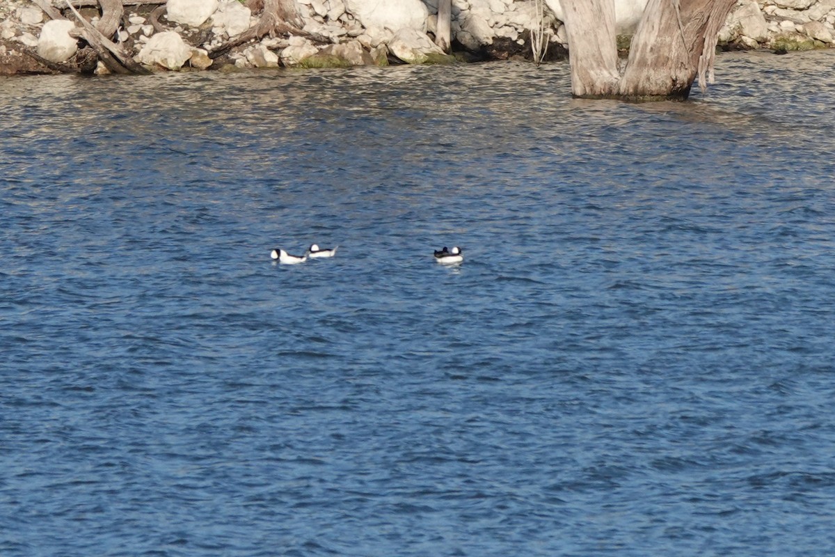 Bufflehead - ML647887783