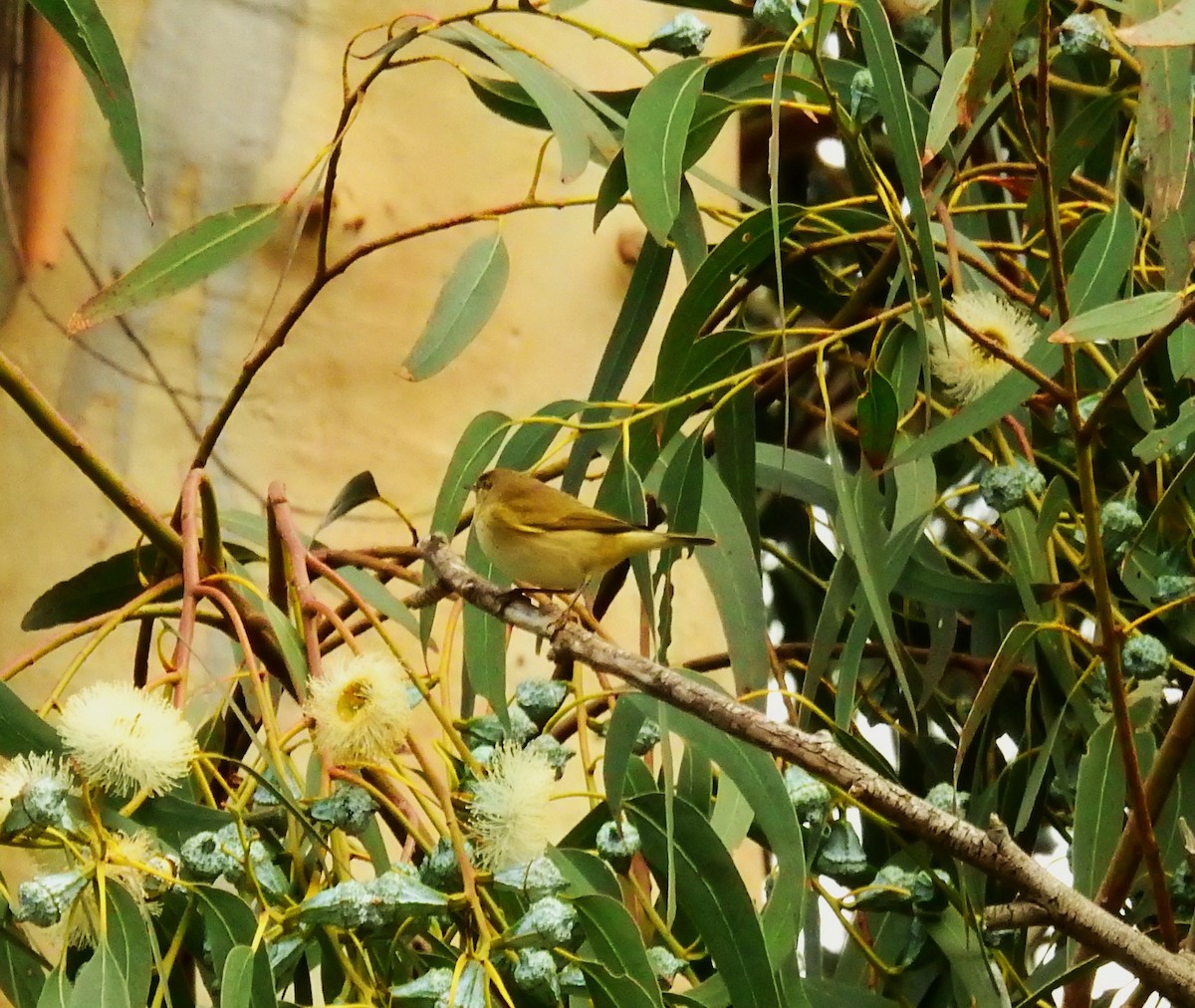 Common Snipe - ML647887785