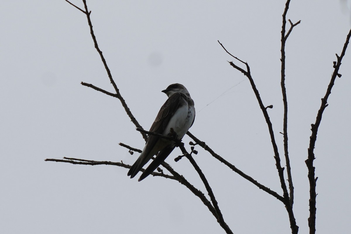 Brown-chested Martin - ML647887786