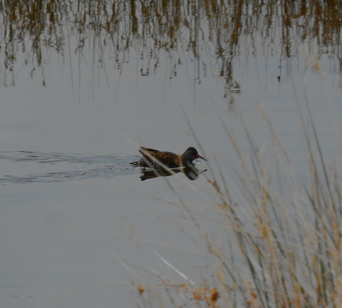 Water Rail - ML647887787