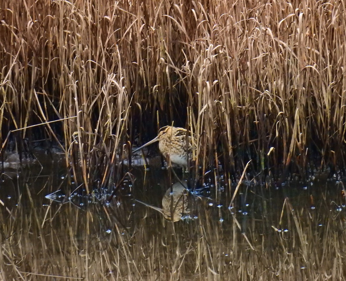 Common Snipe - ML647887789