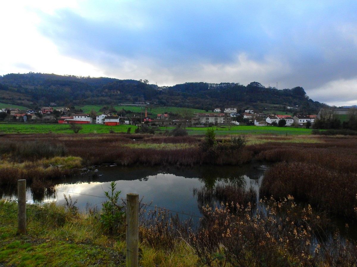 Common Snipe - ML647887790