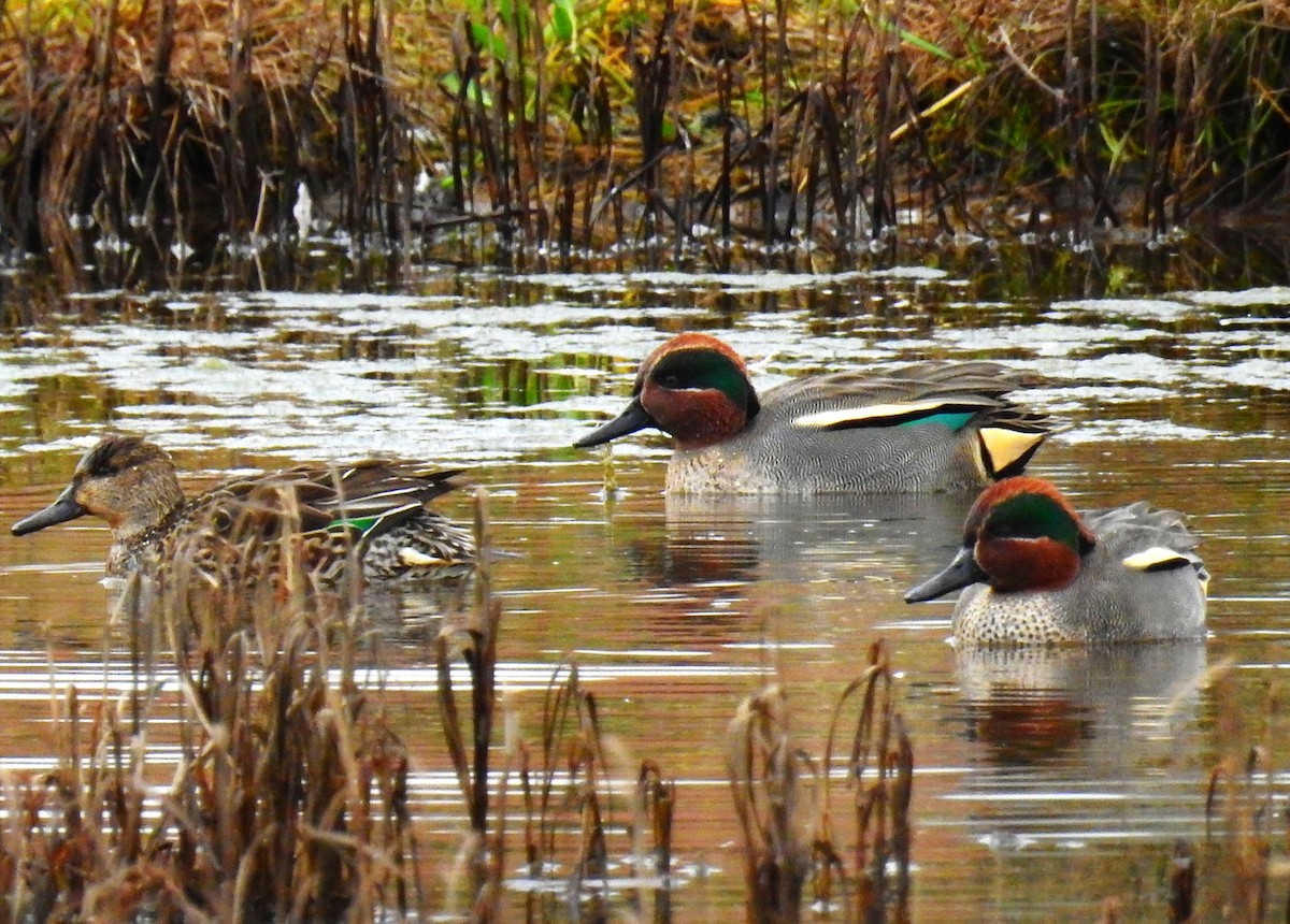 Common Snipe - ML647887792