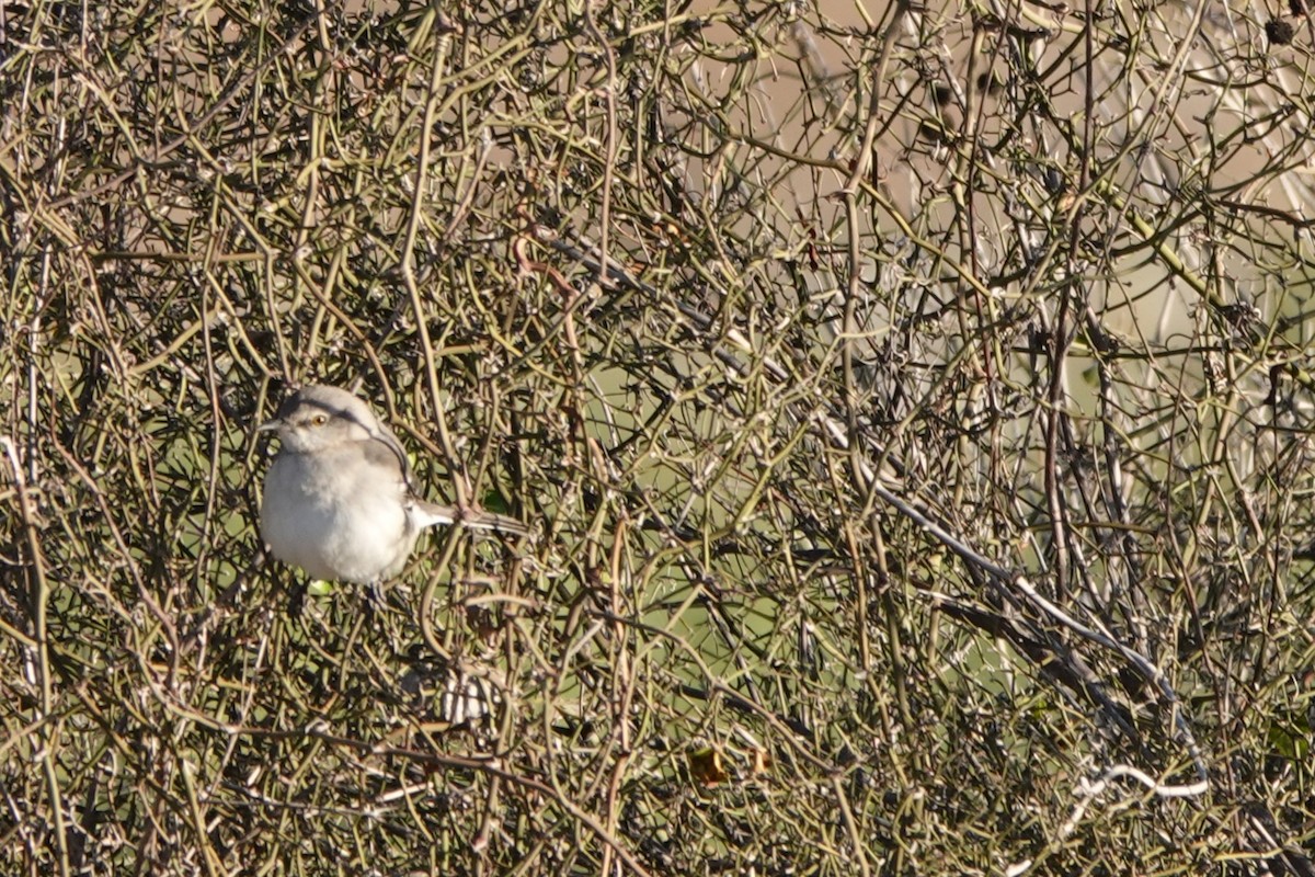 Northern Mockingbird - ML647887793