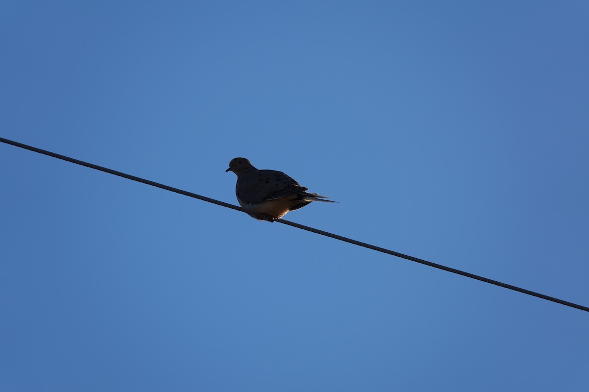 Mourning Dove - ML647887794