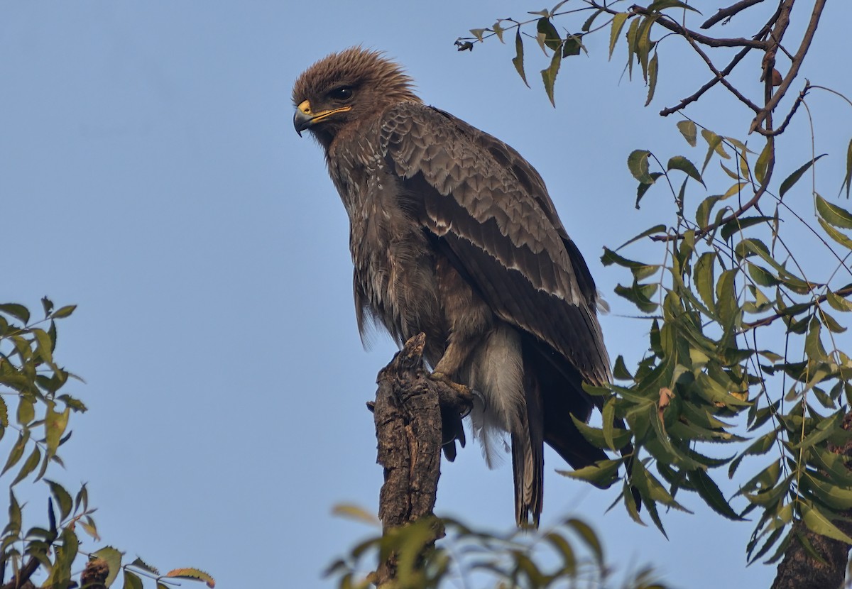 Indian Spotted Eagle - ML647887795