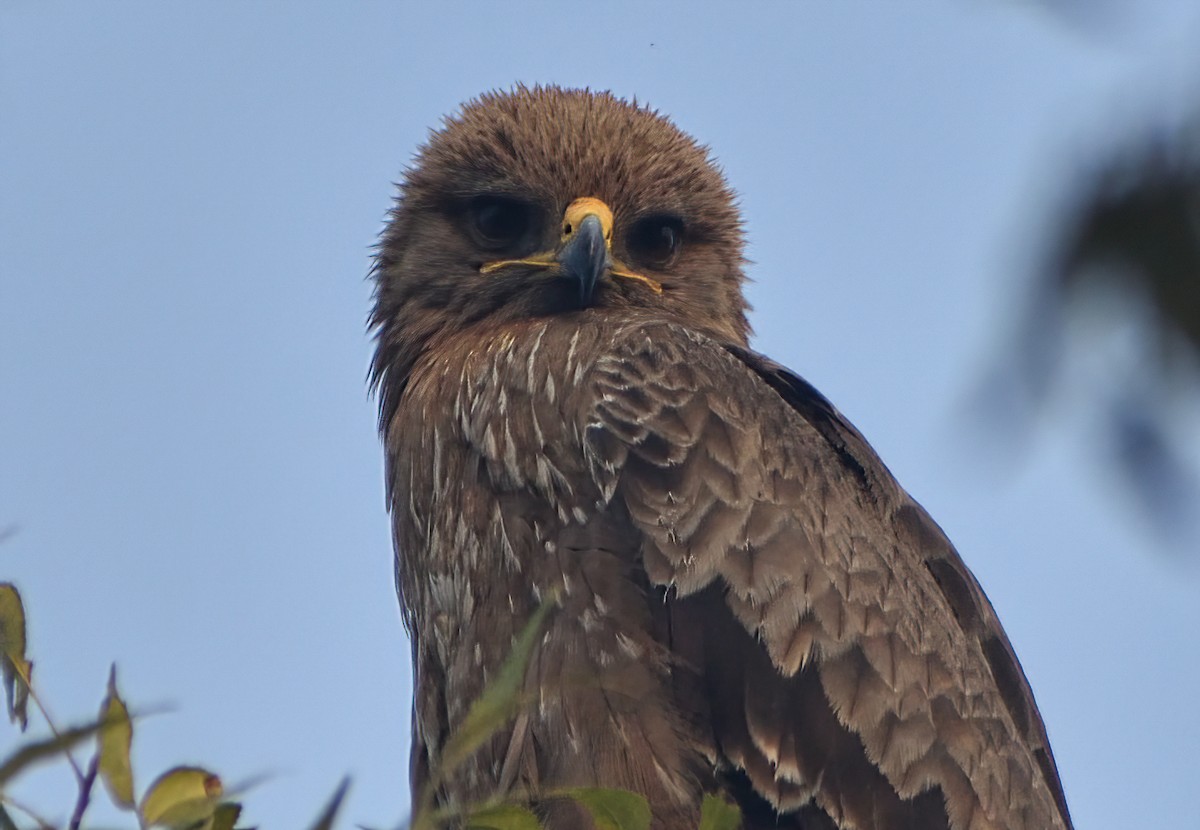 Indian Spotted Eagle - ML647887796