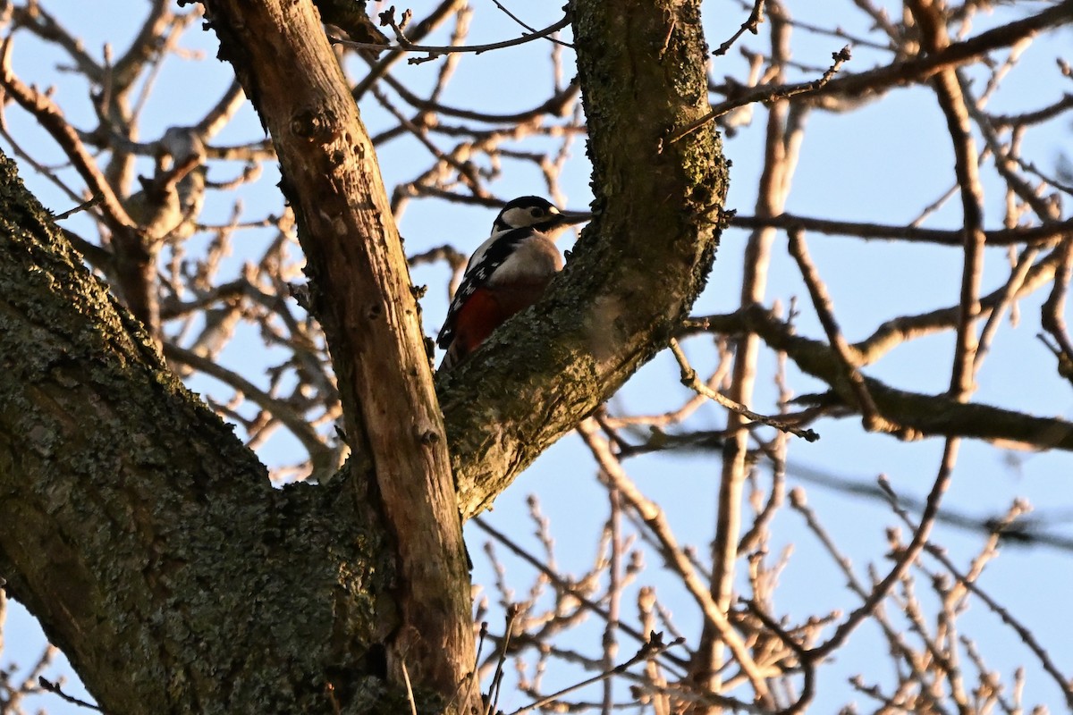 Great Spotted Woodpecker - ML647887797