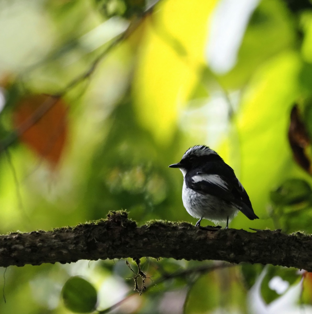 Little Pied Flycatcher - ML647887798