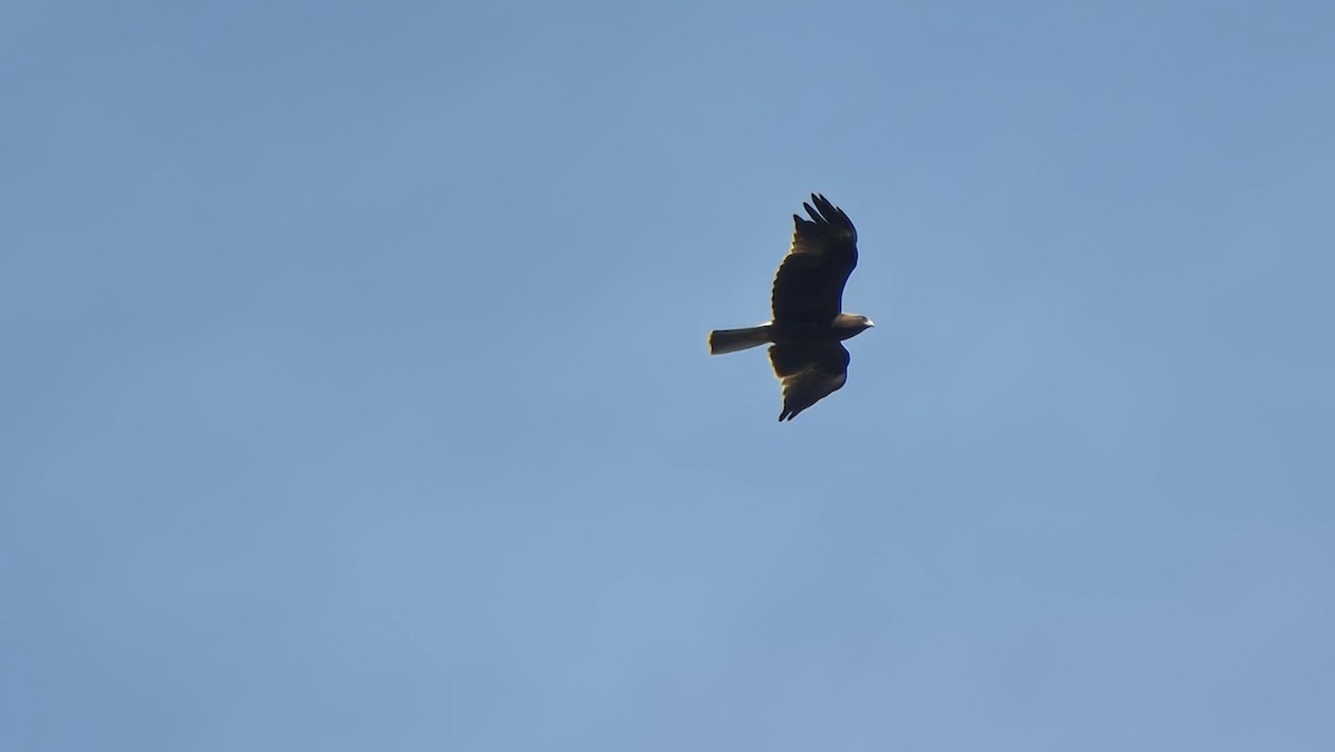 Booted Eagle - ML647887801